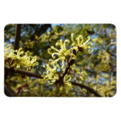 Witch Hazel Flowers Magneet (Horizontaal)
