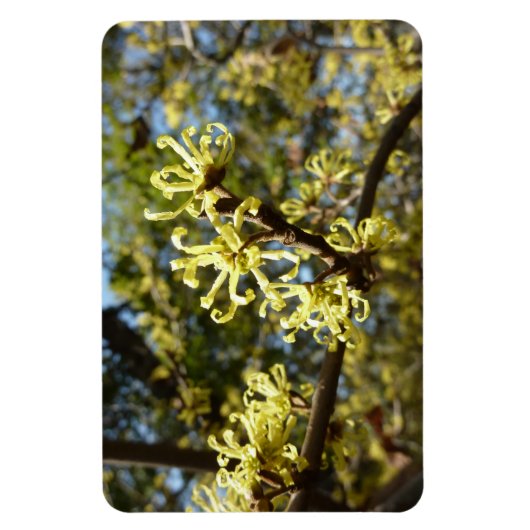 Witch Hazel Flowers Magneet (Verticaal)