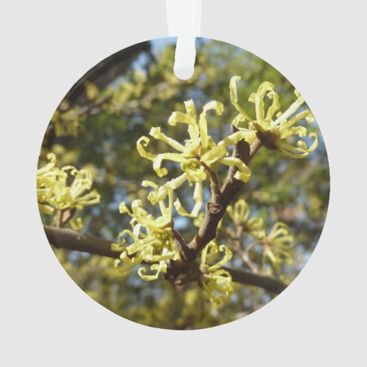 Witch Hazel Flowers Ornament (achterkant)