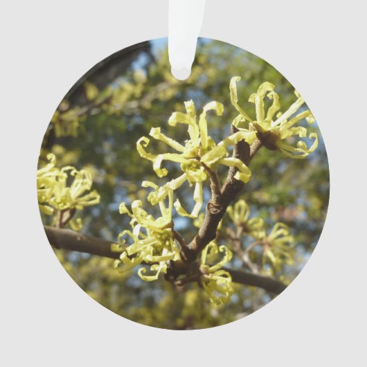 Witch Hazel Flowers Ornament (voorkant)