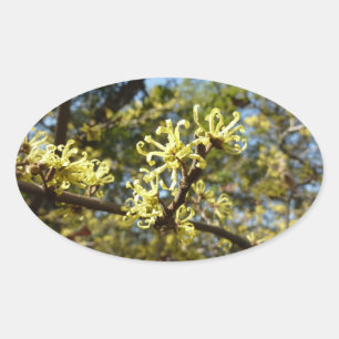 Witch Hazel Flowers Ovale Sticker