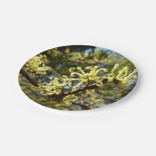 Witch Hazel Flowers Papieren Bordje (Gekanteld)