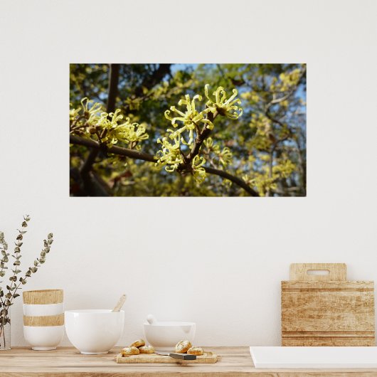 Witch Hazel Flowers Poster (Keuken)