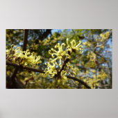 Witch Hazel Flowers Poster (Voorkant)