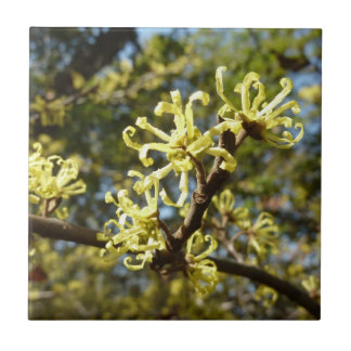 Witch Hazel Flowers Tegeltje