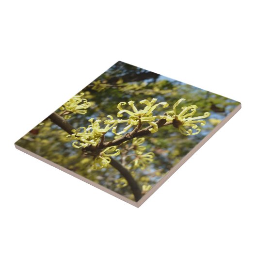 Witch Hazel Flowers Tegeltje (Zijkant)