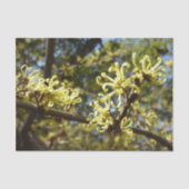 Witch Hazel Flowers Tissuepapier (Voorkant)