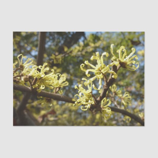 Witch Hazel Flowers Tissuepapier (Voorkant)