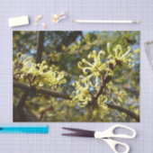 Witch Hazel Flowers Tissuepapier (Craft)