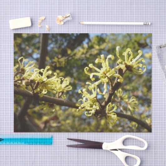 Witch Hazel Flowers Tissuepapier (Craft)