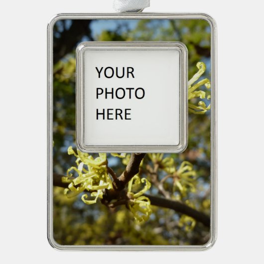 Witch Hazel Flowers Verzilverd Omlijst Ornament (Voorkant)