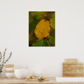 Witch Hazel Poster (Keuken)