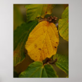 Witch Hazel Poster (Voorkant)