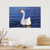 witgans zwemmen op foto blauw water poster (Keuken)