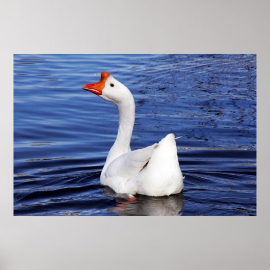 witgans zwemmen op foto blauw water poster (Voorkant)