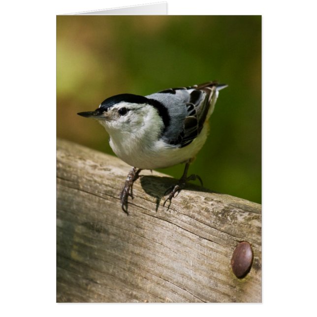 Witgebluste Nuthatch (Voorkant)