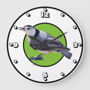 Witgebluste Nuthatch Grote Klok