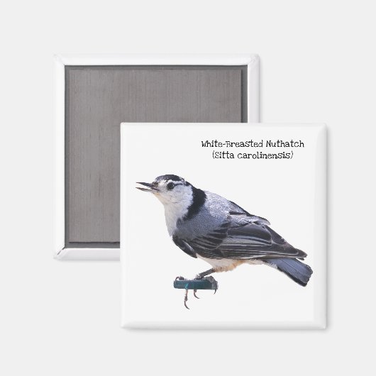 Witgebluste Nuthatch Magneet (Voorkant / Achterkant)