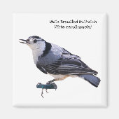 Witgebluste Nuthatch Magneet (Voorkant)