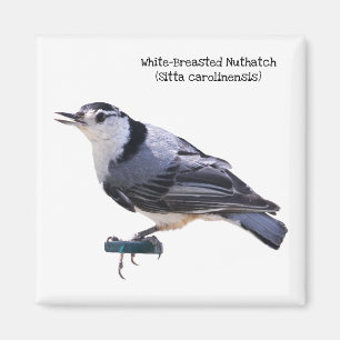 Witgebluste Nuthatch Magneet
