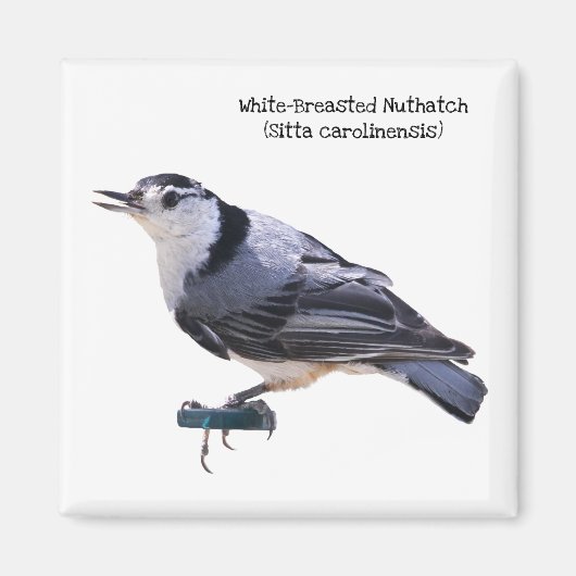 Witgebluste Nuthatch Magneet (Voorkant)