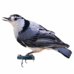 Witgebluste Nuthatch Staand Fotobeeldje<br><div class="desc">Een afbeelding van een witgebluste Nuthatch</div>