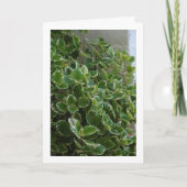 Witgerande Zweedse Klimop, Spurflower Kaart (Voorkant)