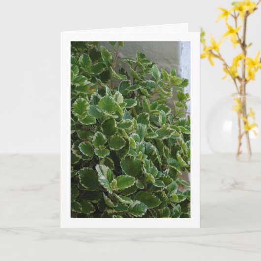 Witgerande Zweedse Klimop, Spurflower Kaart (Gele Bloem)