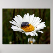 Witgevlekte Roos Poster (Voorkant)