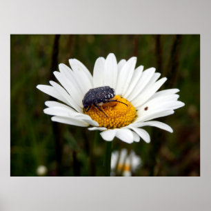 Witgevlekte Roos Poster