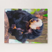 Witgezichtsaki-aap. Legpuzzel (Horizontaal)