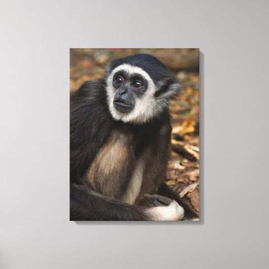 With-Hand Gibbon (Hylobates Lar), Monkeyland Canvas Afdruk (Voorkant)