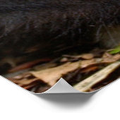With-Handige Gibbon (Hylobates Lar), Monkeyland Poster (Hoek)