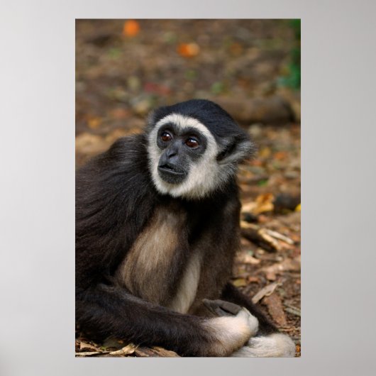 With-Handige Gibbon (Hylobates Lar), Monkeyland Poster (Voorkant)