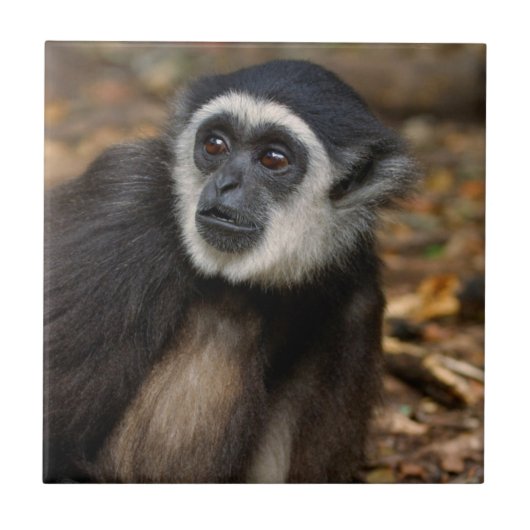 With-Handige Gibbon (Hylobates Lar), Monkeyland Tegeltje (Voorkant)
