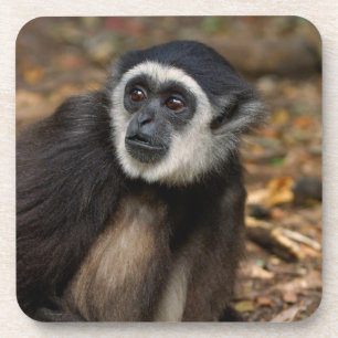 Withandgibbon (Hylobates Lar), Monkeyland Onderzetter