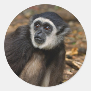 Withandgibbon (Hylobates Lar), Monkeyland Ronde Sticker