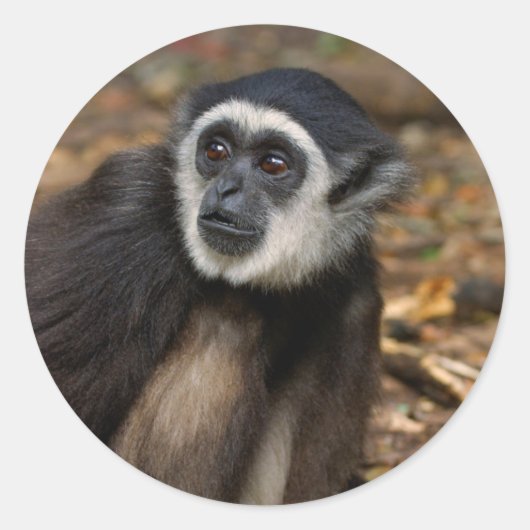 Withandgibbon (Hylobates Lar), Monkeyland Ronde Sticker (Voorkant)