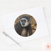 Withandgibbon (Hylobates Lar), Monkeyland Ronde Sticker (Envelop)