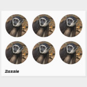 Withandgibbon (Hylobates Lar), Monkeyland Ronde Sticker (Vel)