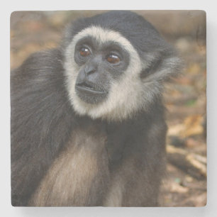 Withandgibbon (Hylobates Lar), Monkeyland Stenen Onderzetter