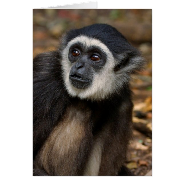 Withands Gibbon (Hylobates Lar), Monkeyland (Voorkant)