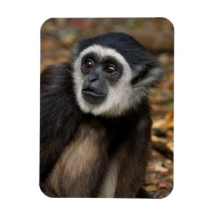 Withands Gibbon (Hylobates Lar), Monkeyland Magneet