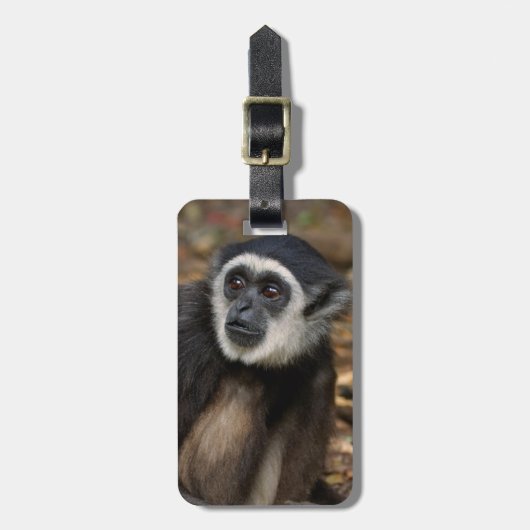 Withwitgibbon (Hylobates Lar), Monkeyland Bagagelabel (Voorkant verticaal)
