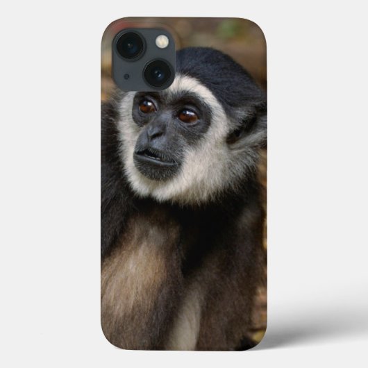 Withwitgibbon (Hylobates Lar), Monkeyland Case-Mate iPhone Case (Achterkant)