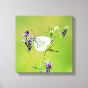 Witje vlinder canvas afdruk