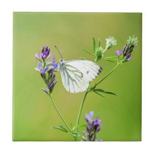 Witje vlinder tegeltje