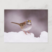 Witkeelgors in de Winter Ansichtkaart Briefkaart (Voorkant)