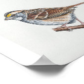 Witkeelige Sparrow Art Print (Hoek)