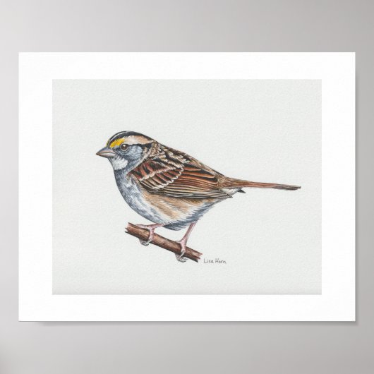 Witkeelige Sparrow Art Print (Voorkant)
